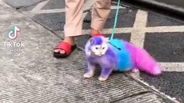 img-title Viral Kucing Diberi Pewarna Bulu, Netizen Meradang