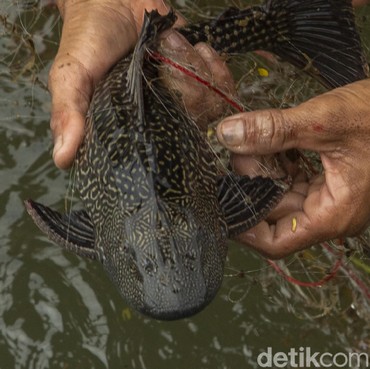 Dokter Sebut Berbahaya, Ini 3 Alasan Ikan Sapu-sapu Dianggap Hama