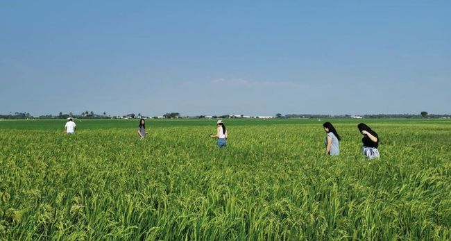 Padi Padi Destinasi Piknik Di Tepi Sawah Ala Tangerang