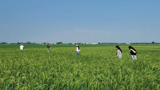 Padi Padi Restaurant di Tangerang bisa menjadi pelipur lara bagi penghuni kota besar yang rindu pemandangan sawah dan sungai.