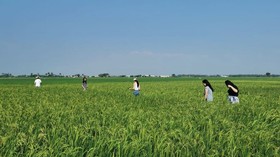 Padi Padi, Destinasi Piknik di Tepi Sawah Ala Tangerang