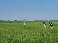 Padi Padi, Destinasi Piknik di Tepi Sawah Ala Tangerang
