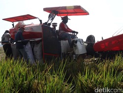 Apa Itu Musaqah? Begini Akad, Rukun, dan Syaratnya