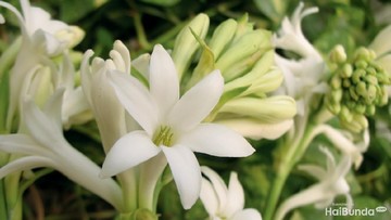 VARIETAS TANAMAN HIAS BUNGA SEDAP MALAM