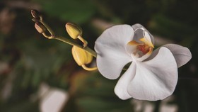 5 Tanaman Hias Berbunga Putih, Cocok untuk Dekorasi Lebaran