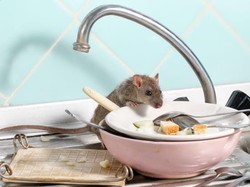 Demi Uang, 5 Orang Ini Masukkan Tikus hingga Rambut Kemaluan di Makanan