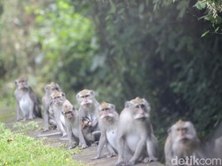 Monyet Kelaparan di Bali Serbu Rumah Warga Disorot Media Asing