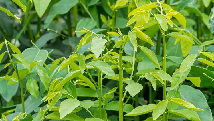 499260504 Close up of Sauropus androgynus or pucuk manis in an organic vegetable garden