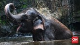 FOTO: Nostalgia Piknik di Ragunan Taman Margasatwa Ragunan bisa kembali dikunjungi. Namun, wisatawan harus melakukan pemesanan tiket secara online sebelum datang.