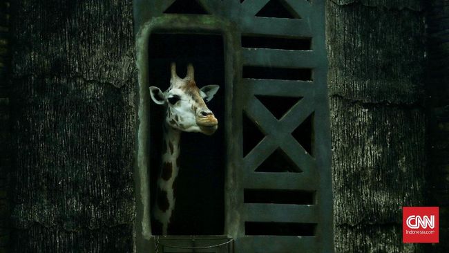 Taman Margasatwa Ragunan tutup sementara mulai Selasa (22/6) hingga batas waktu yang belum ditentukan.