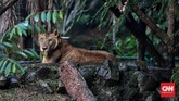 FOTO: Nostalgia Piknik di Ragunan Taman Margasatwa Ragunan bisa kembali dikunjungi. Namun, wisatawan harus melakukan pemesanan tiket secara online sebelum datang.