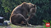 FOTO: Nostalgia Piknik di Ragunan Taman Margasatwa Ragunan bisa kembali dikunjungi. Namun, wisatawan harus melakukan pemesanan tiket secara online sebelum datang.