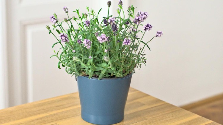 Lavendel Topfpflanze auf Holztisch vor weißem Hintergrund