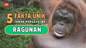 VIDEO: 5 Fakta Ragunan, Satwa Tertua sampai Rekor Pengunjung