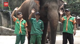 VIDEO: Kisah Kocak Para Penjaga Gajah di Ragunan