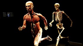 FOTO: Body Worlds, Eksplorasi Interaktif Tubuh Manusia