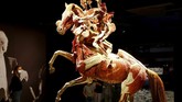 FOTO: Body Worlds, Eksplorasi Interaktif Tubuh Manusia Ahli anatomi Jerman Gunther von Hagens memamerkan anatomi tubuh manusia yang terbuat dari plastik pada pameran