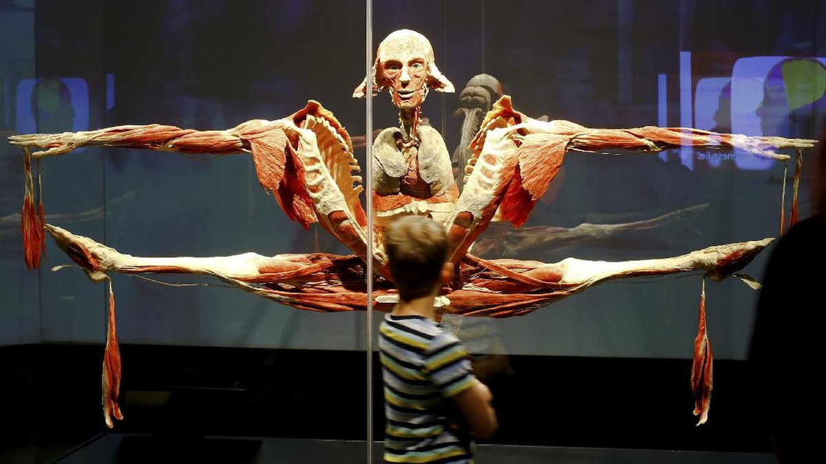 FOTO: Body Worlds, Eksplorasi Interaktif Tubuh Manusia
