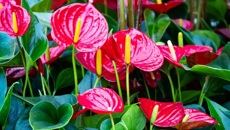 Beautiful brightness red Anthurium andraeanum , flamingo flowers or tailflower, painter's palette, and laceleaf. blossom in garden with  bright red spathe and heart shape green leaf. Nature background