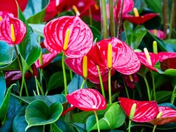 10 Fakta Bunga Anthurium Beserta Asal-usul hingga Mitosnya