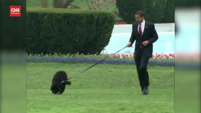 VIDEO: Bo, Anjing Keluarga Obama Meninggal Karena Kanker