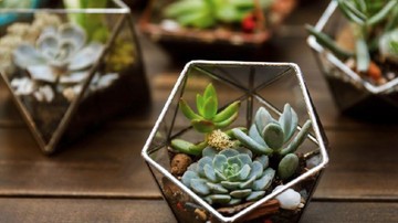 CAHAYA, TANAMAN, HINGGA ELEKTRONIK DIPERHITUNGKAN MENURUT FENG SHUI