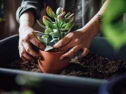 7 Tanaman Hias yang Cocok Diletakkan di Meja Belajar