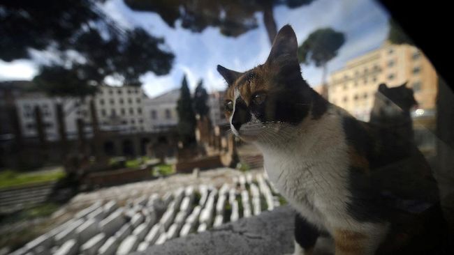 Tahun depan Area Sacra akan dibuka di Roma, Italia. Namun saat ini, lokasi pembunuhan Julius Caesar itu masih dihuni ratusan kucing.