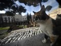 Area Sacra, Dihuni 'Hantu' Julius Caesar sampai Geng Kucing