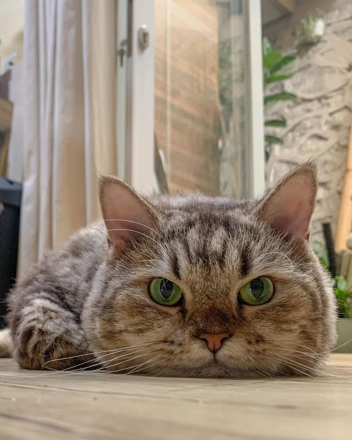 Kucing menggemaskannya ini ternyata sudah dirawat Dikta sedari Jimbon berumur dua bulan loh. (Foto:Instagram.com/dikta)