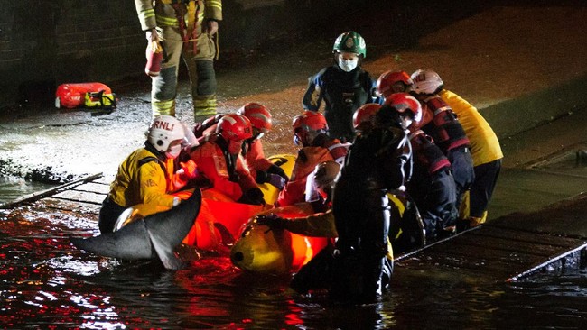 FOTO: Misi Evakuasi Paus Tombak Terdampar di Sungai Thames