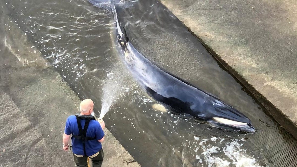 FOTO: Misi Evakuasi Paus Tombak Terdampar di Sungai Thames