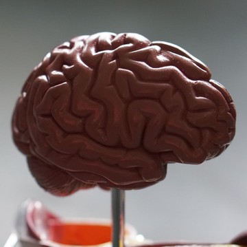 Yuk, Kenali Fungsi Bagian Otak Kiri dan Kanan Berikut Ini!