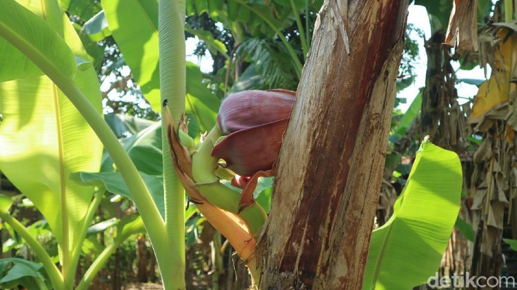 Pohon pisang dengan jantung di tengah batangnya, Kudus, Senin (10/5/2021). Pohon pisang dengan jantung di tengah batangnya, Kudus, Senin (10/5/2021).