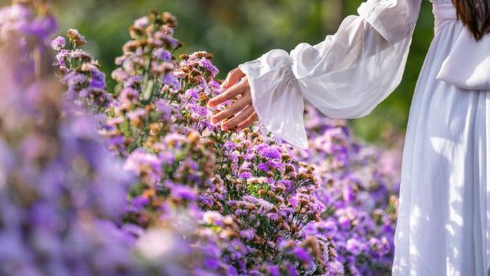 Mau Rumah Bebas Nyamuk? 5 Tanaman Pengusir Nyamuk Cocok Diletakkan di Rumah