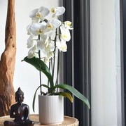6 Feng Shui Tanaman Hias dan Posisi yang Bagus untuk Dekorasi Rumah