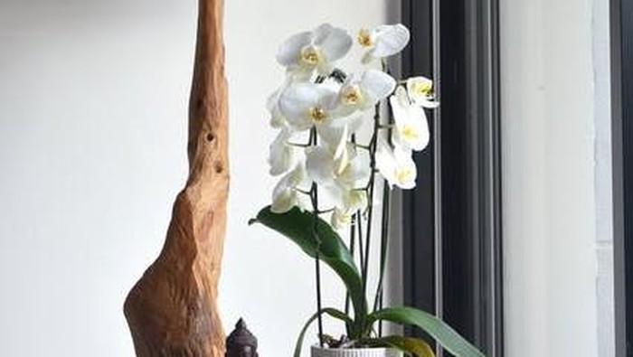 6 Feng Shui Tanaman Hias dan Posisi yang Bagus untuk Dekorasi Rumah