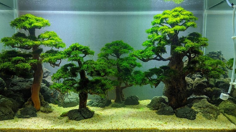 Ilustrasi aquascape
