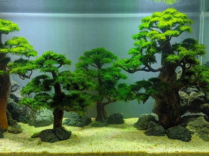 17 Jenis Tanaman Aquascape untuk Bikin Akuarium Lebih Cantik