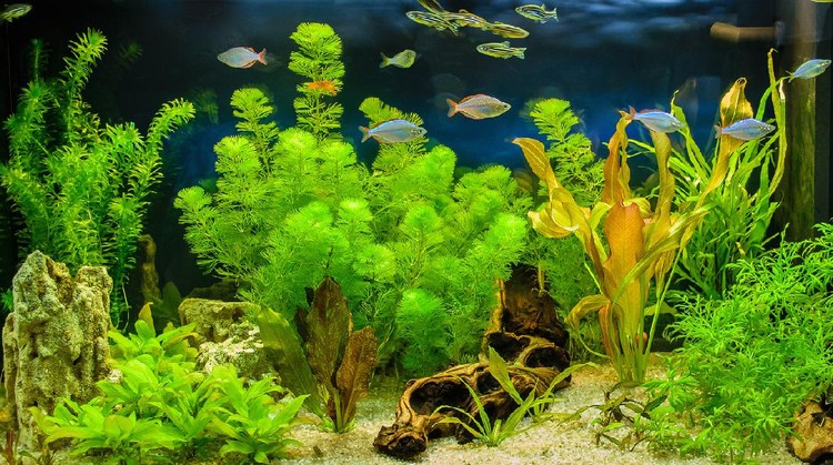 Ilustrasi tanaman aquascape Ilustrasi tanaman aquascape