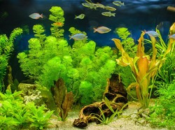 Aquascape dan Komponen-komponennya yang Perlu Diperhatikan