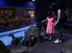 Liburan Long Weekend, Jakarta Aquarium Malah Lebih Lengang di Hari Minggu