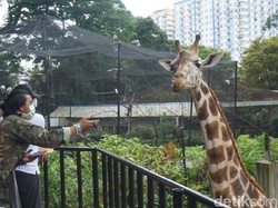 Obyek Wisata Kembali Dibuka, Kebun Binatang Bandung pun Bersyukur