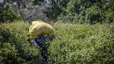 FOTO: Kisah Pilu Petani Lembah Mawar Maroko Pandemi membuat petani mawar di Maroko resah. Mereka harus mengumpulkan banyak bunga untuk menghasilkan minyak aroma yang uangnya cukup untuk hidup.