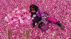 FOTO: Kisah Pilu Petani Lembah Mawar Maroko
