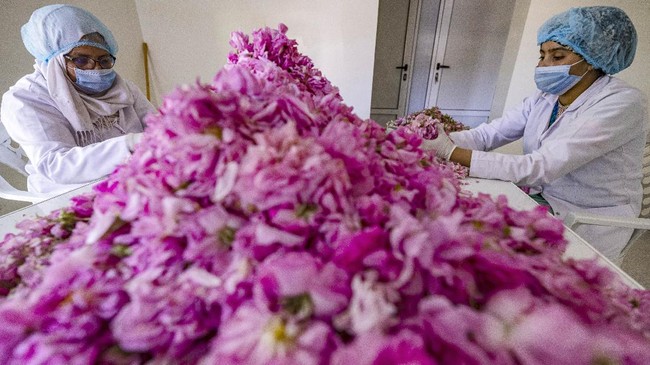 FOTO: Kisah Pilu Petani Lembah Mawar Maroko