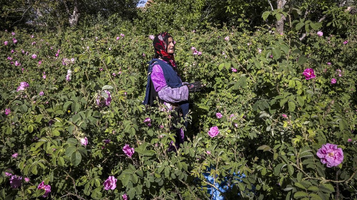 FOTO: Kisah Pilu Petani Lembah Mawar Maroko