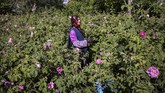 FOTO: Kisah Pilu Petani Lembah Mawar Maroko Pandemi membuat petani mawar di Maroko resah. Mereka harus mengumpulkan banyak bunga untuk menghasilkan minyak aroma yang uangnya cukup untuk hidup.