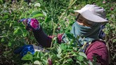FOTO: Kisah Pilu Petani Lembah Mawar Maroko Pandemi membuat petani mawar di Maroko resah. Mereka harus mengumpulkan banyak bunga untuk menghasilkan minyak aroma yang uangnya cukup untuk hidup.