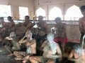 VIDEO: Warga India Klaim Kotoran Sapi Bisa Tangkal Corona